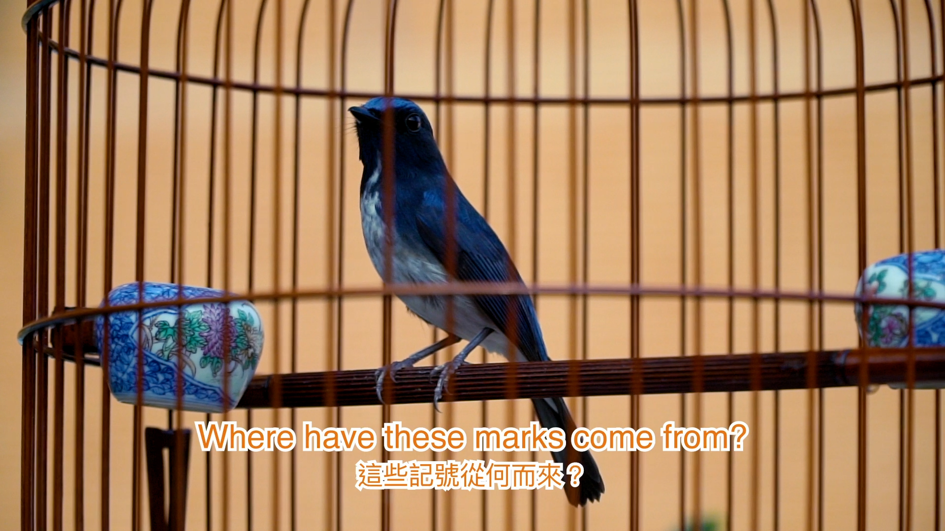 A bird in a cage sits on its perch, beneath it are words in Chinese and English saying Where id you get those marks from?